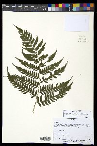 Diplazium franconis image
