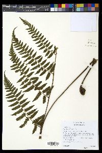 Diplazium franconis image