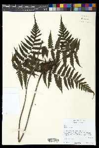Diplazium franconis image