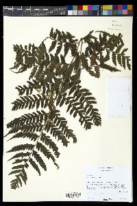 Diplazium franconis image