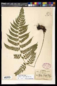 Diplazium franconis image