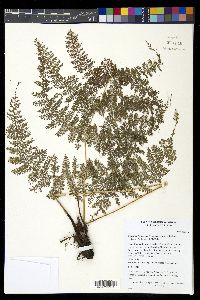 Athyrium ferulaceum image