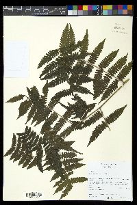 Diplazium hians image