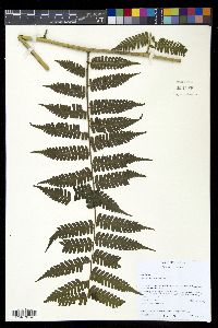 Diplazium hians image