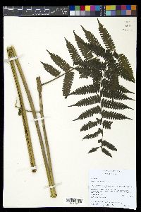Diplazium hians image