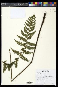 Diplazium hellwigii image
