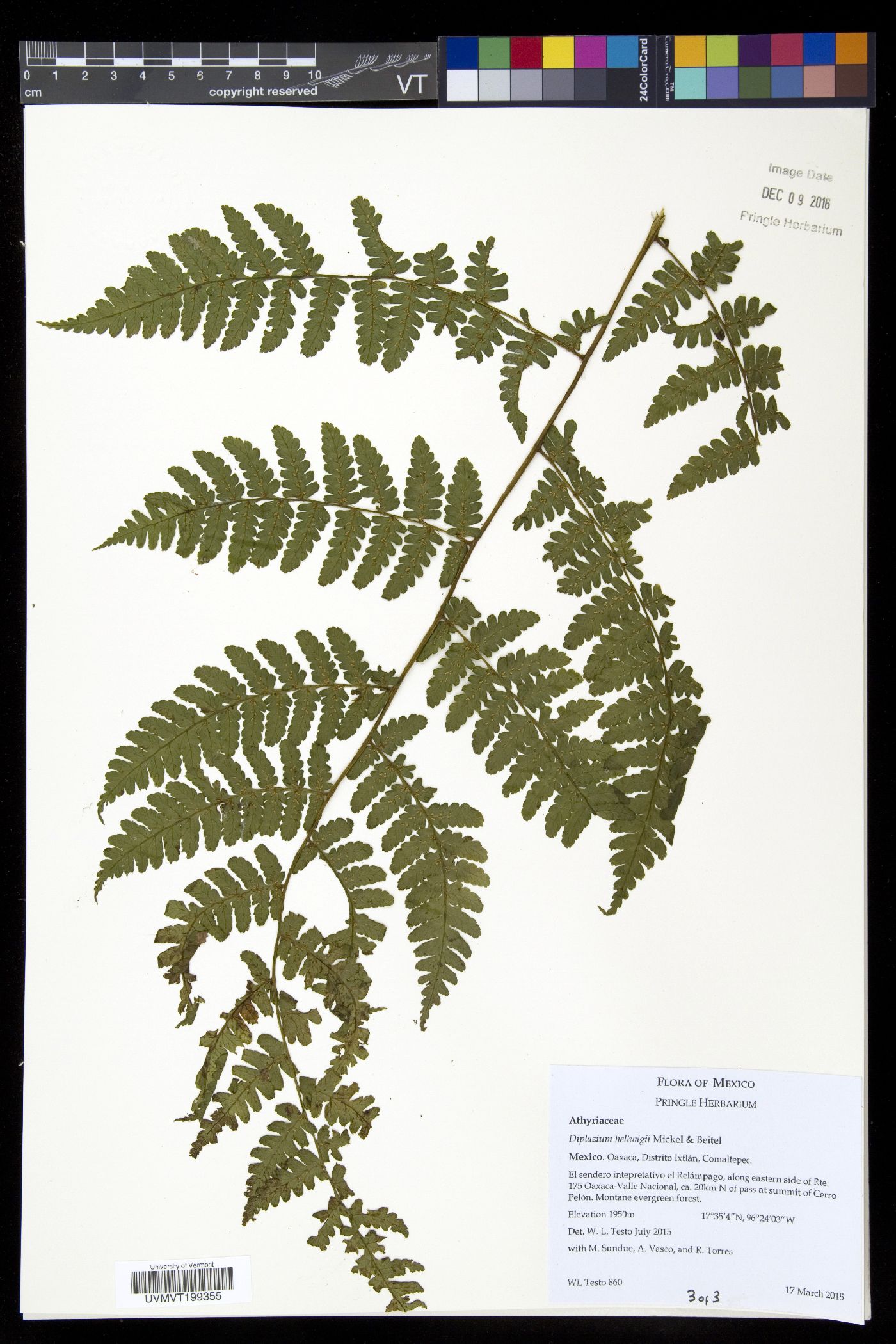 Diplazium hellwigii image