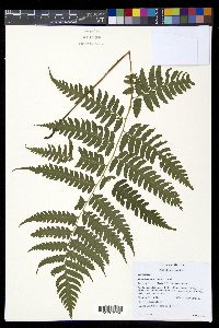 Diplazium lonchophyllum image