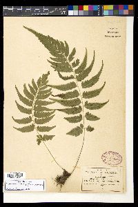 Diplazium lonchophyllum image