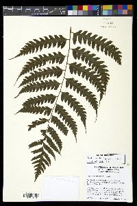 Diplazium lonchophyllum image