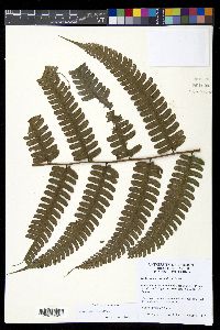 Diplazium lindbergii image