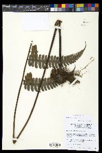 Diplazium lindbergii image