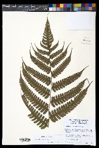 Diplazium lindbergii image