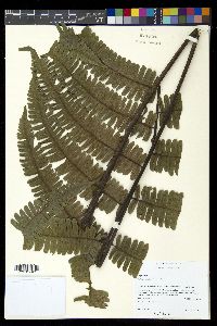 Diplazium lindbergii image