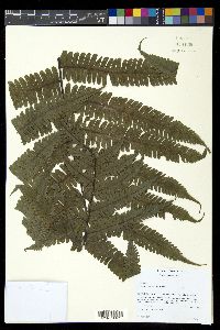 Diplazium lindbergii image