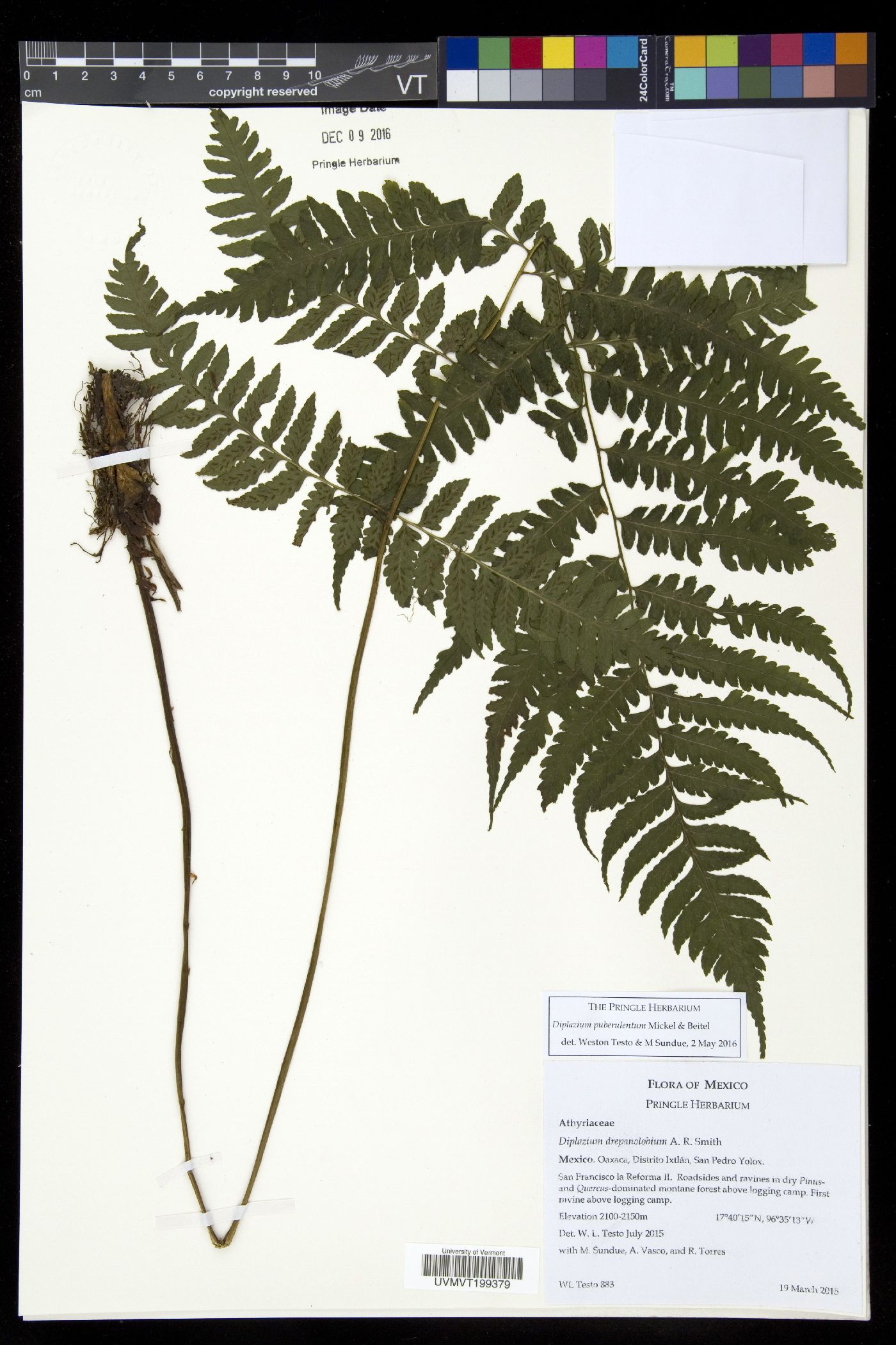 Diplazium puberulentum image