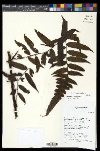 Diplazium macrophyllum image