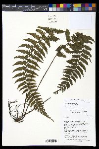 Diplazium sprucei image