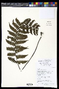Diplazium sprucei image