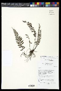 Diplazium sprucei image