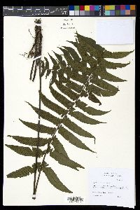 Diplazium seemannii image