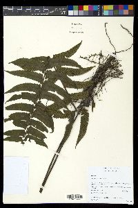 Diplazium seemannii image