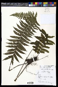 Diplazium seemannii image