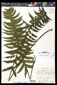 Diplazium seemannii image
