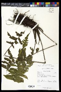 Diplazium seemannii image