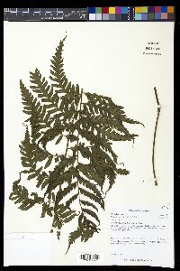 Diplazium subsilvaticum image