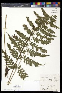 Diplazium subsilvaticum image
