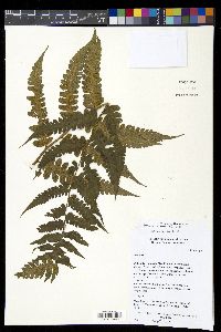 Diplazium striatum image