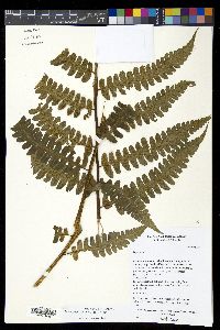 Diplazium striatum image