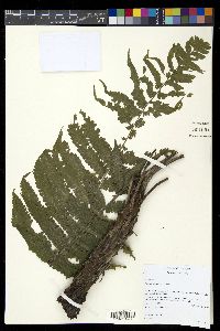 Diplazium striatastrum image