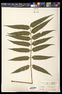 Diplazium grandifolium image