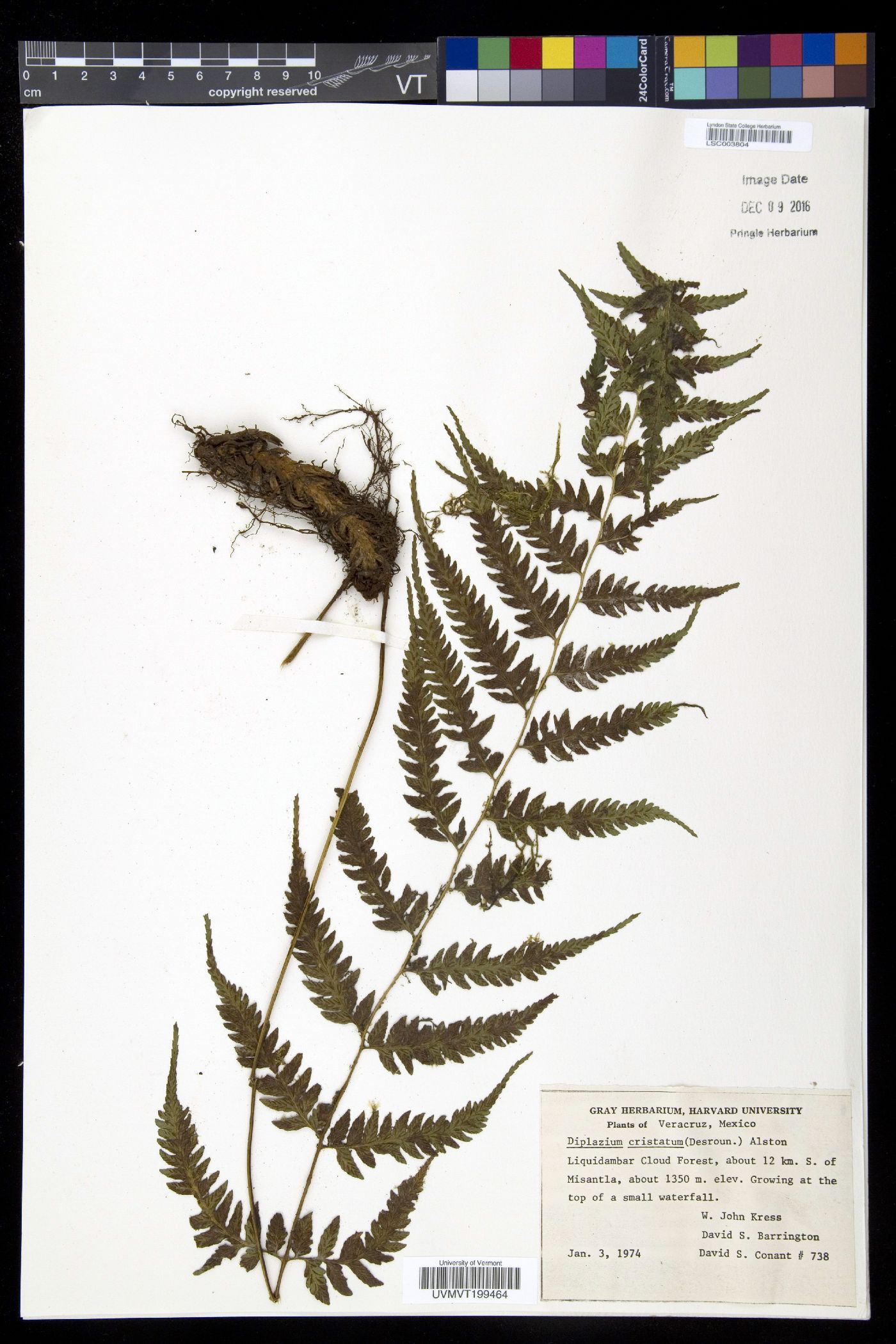 Diplazium cristatum image