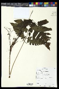 Diplazium grandifolium image