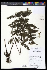 Diplazium wolfii image