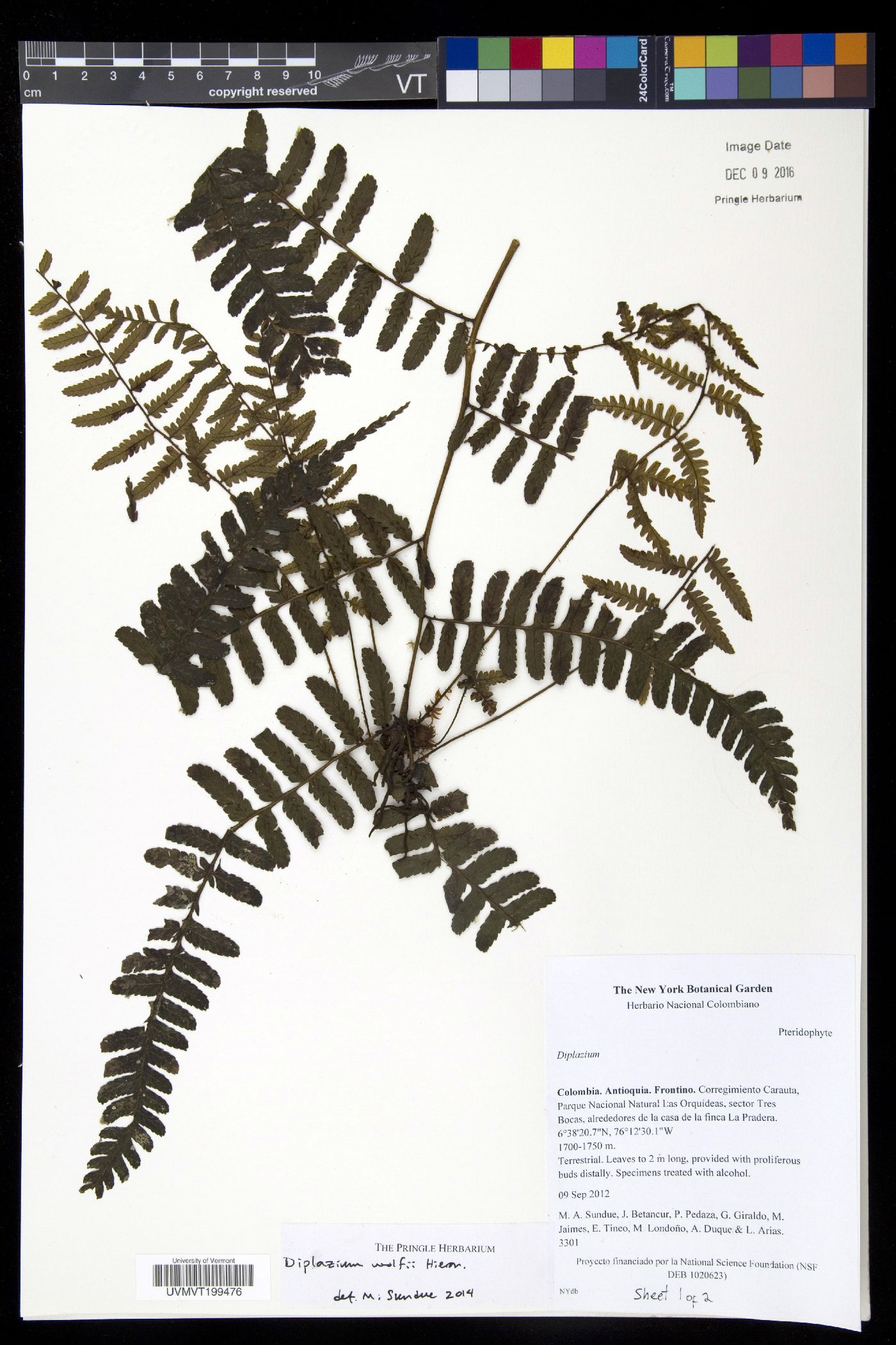 Diplazium wolfii image