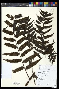 Diplazium venulosum image