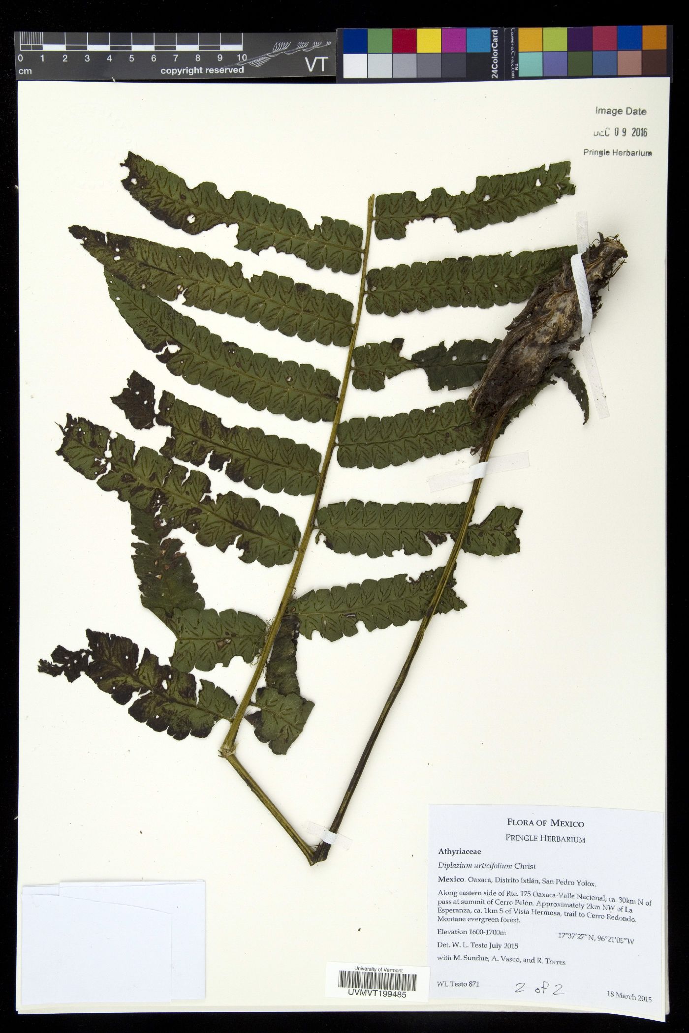 Diplazium urticifolium image