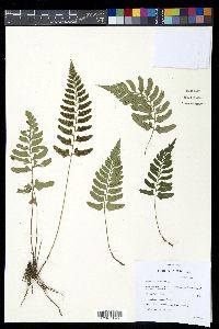Diplazium unilobum image