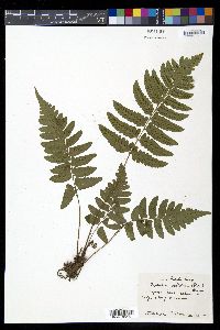Diplazium unilobum image
