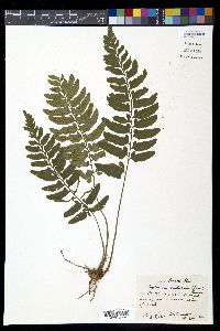 Diplazium unilobum image