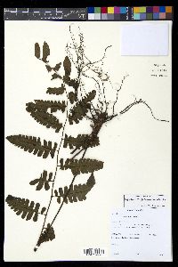 Diplazium tungurahuae image