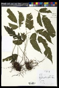 Diplazium ternatum image