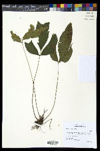 Diplazium ternatum image