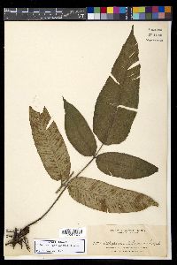 Diplazium bantamense image