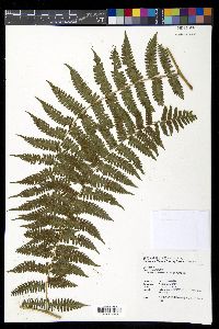 Diplazium polypodioides image