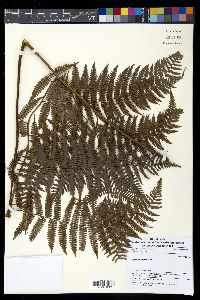 Diplazium polypodioides image